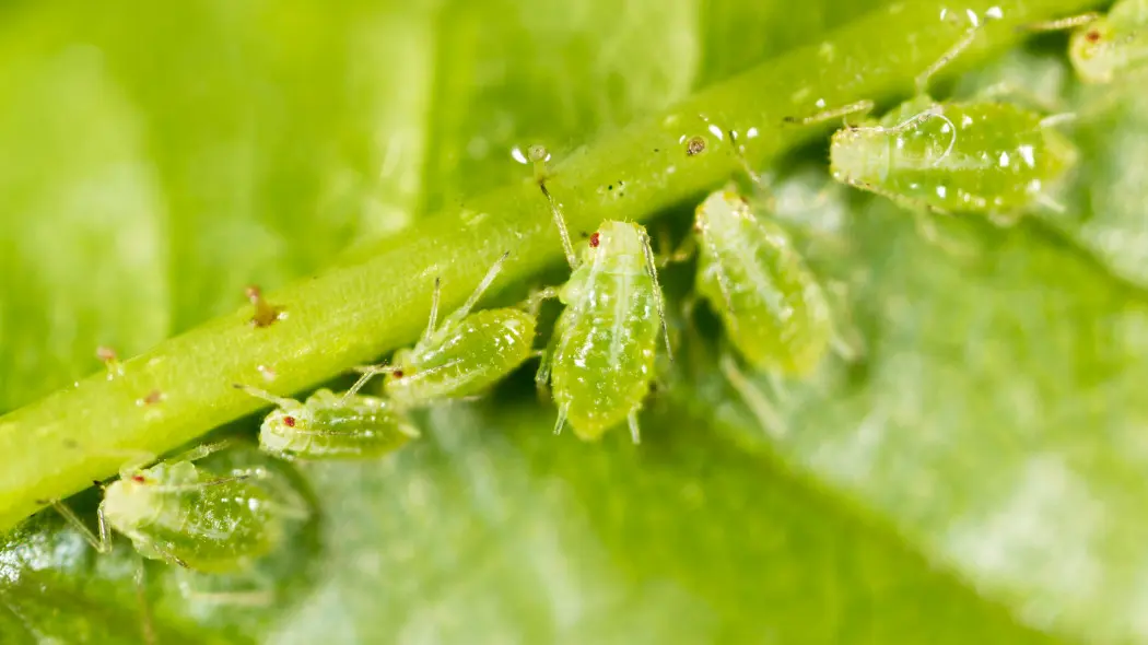 Mszyce co roku wracają? Odwiedzają Twój ogród nie bez powodu