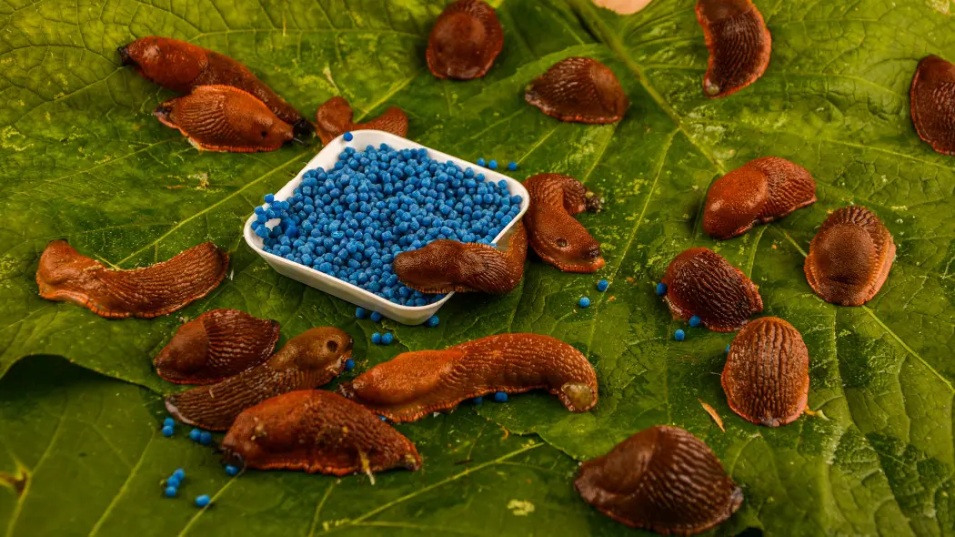 Ślimaki wracają co roku? Ten sposób działa lepiej niż niebieskie granulki