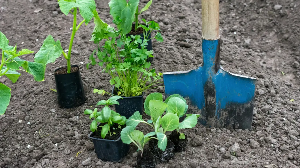 Nie śpiesz się z sadzeniem. Wcześniej nie zawsze jest lepiej