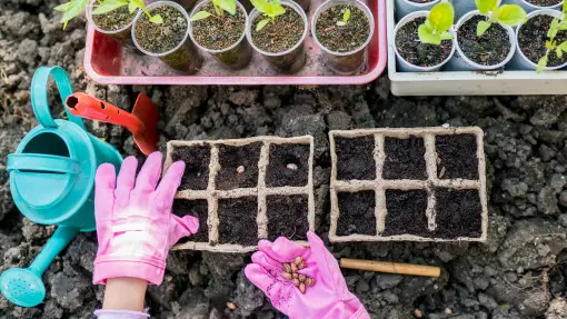 Jak i kiedy siać warzywa do gruntu i na rozsadę? Terminy i szczegóły mają znaczenie