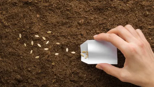 Siew warzyw do gruntu krok po kroku. Terminy, porady i błędy