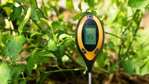 Kwaśna ziemia – czyli jaka? Co o niskim odczynie pH powinien wiedzieć każdy ogrodnik