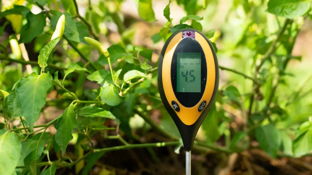 Kwaśna ziemia w ogrodzie