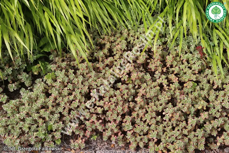 Rozchodnik kaukaski 'Tricolor'