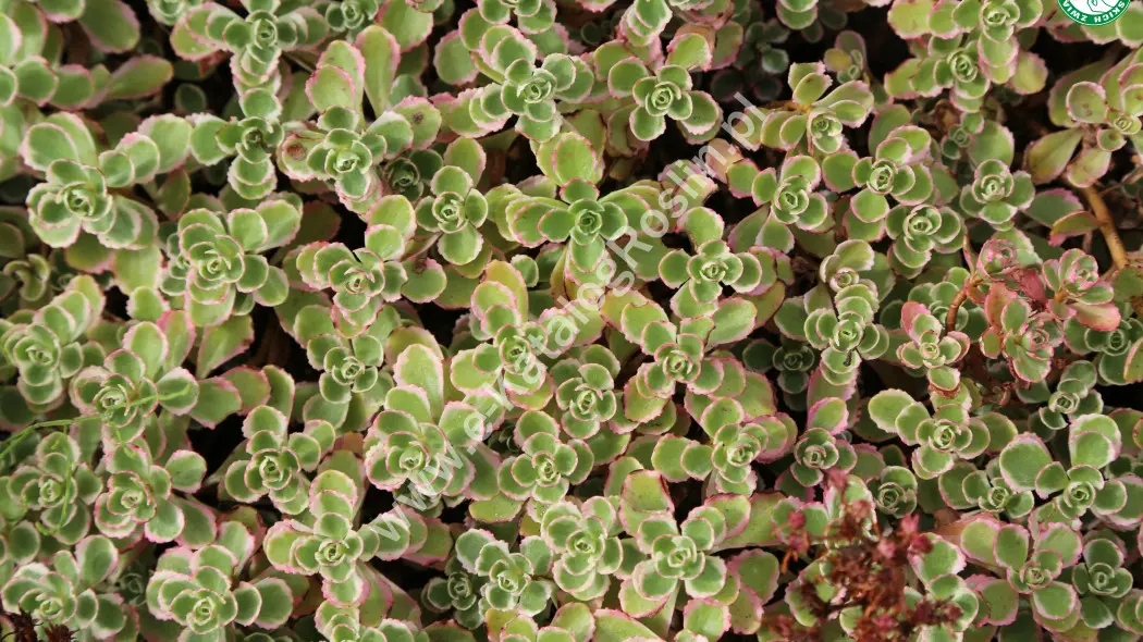 Rozchodnik kaukaski (Sedum spurium) ‘Tricolor’. Sukulent o trzykolorowych liściach w ogrodzie latem na rabacie.