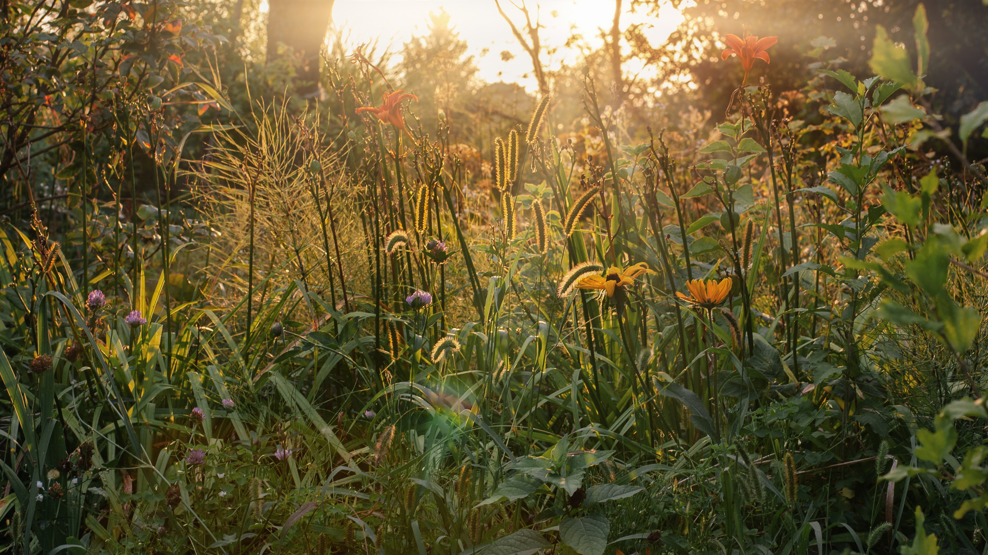 Rewilding w ogrodzie jest w modzie. Ale czy naprawdę warto pozwolić mu ...