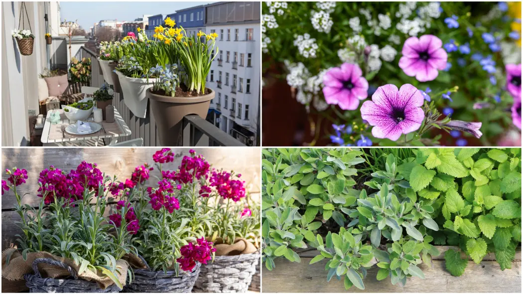 Pachnące kwitnące rośliny na balkonie w donicach. Żółte narcyzy, biała smagliczka, fioletowe lewkonie i zioła o aromatycznych liściach - szałwia i melisa.