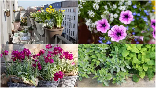 Chcesz mieć pachnący balkon? Te kwiaty wieczorem zamienią go w perfumerię