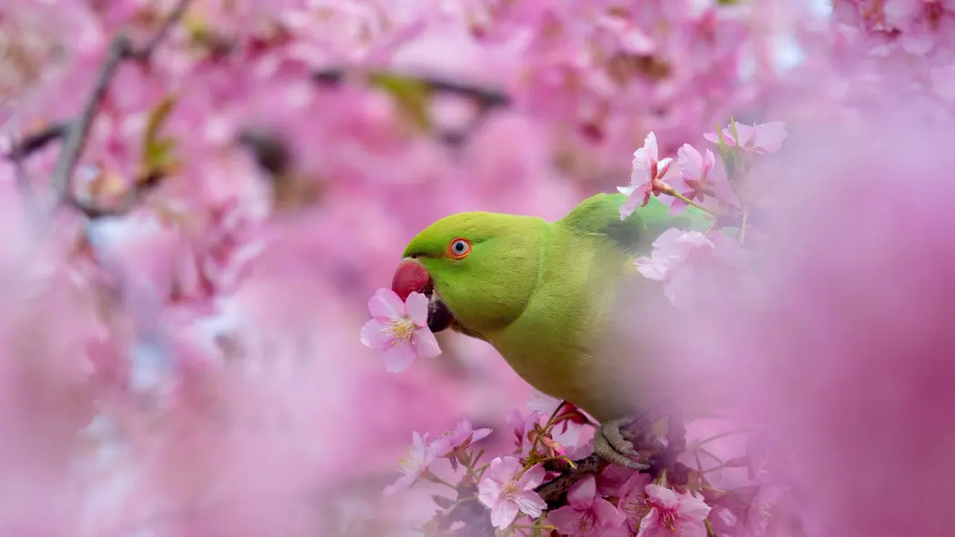 Zielone papugi w Polsce