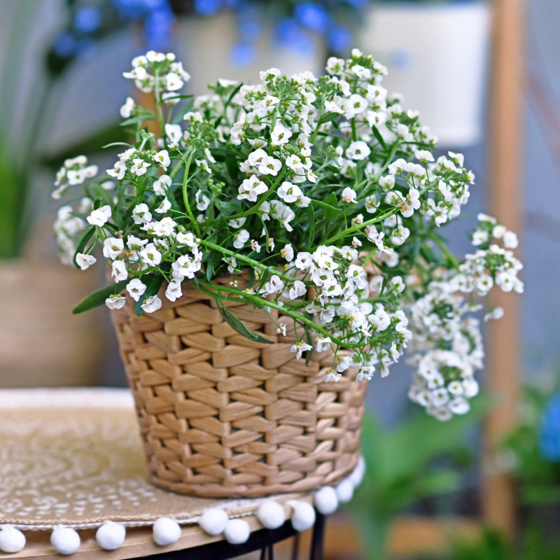 Smagliczka nadmorska