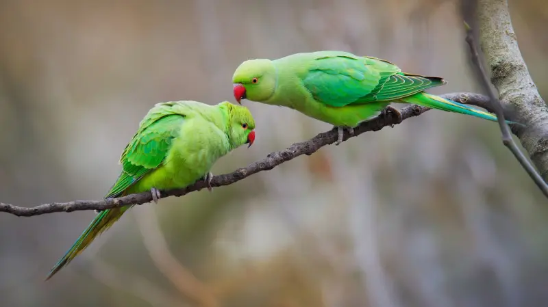 Aleksandretty obrożne w parze na gałęzi w miejskim zadrzewieniu