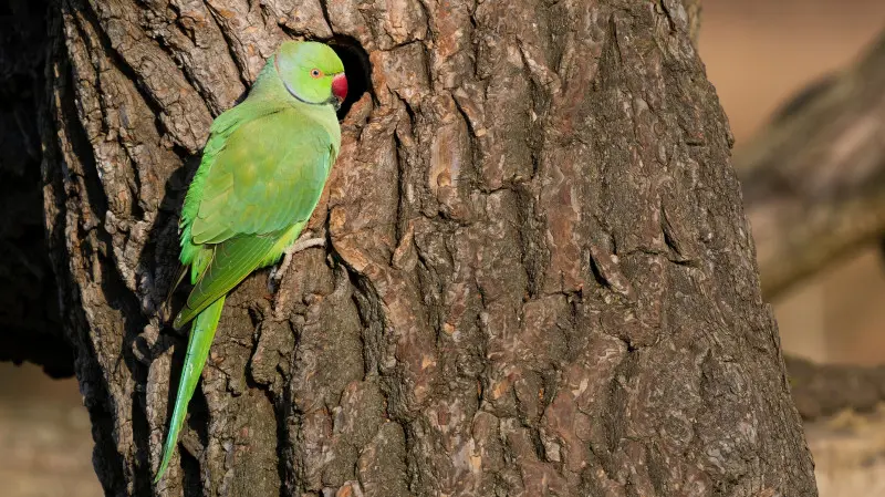 Aleksandretta obrożna przy dziupli w pniu starego drzewa