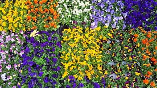 Kupować bratki w lutym czy czekać do połowy marca? Wielu ogrodników robi to za wcześnie