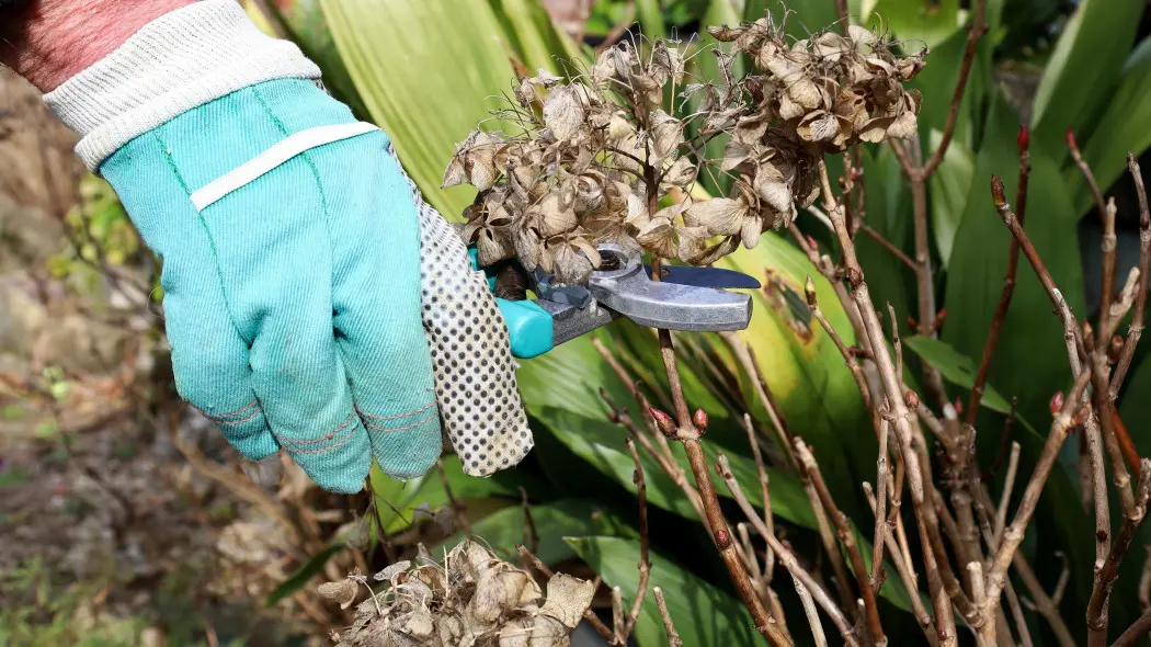 Jedna decyzja przesądza o kwitnieniu. Sprawdź, czy robisz to dobrze i w odpowiednim terminie