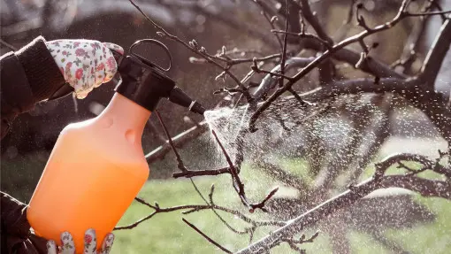 Szkodniki zaraz obudzą się po zimie, ale tym opryskiem zatrzymasz inwazję