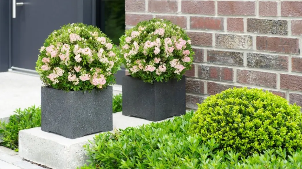 Bloombux® – sprawdzona alternatywa dla bukszpanu