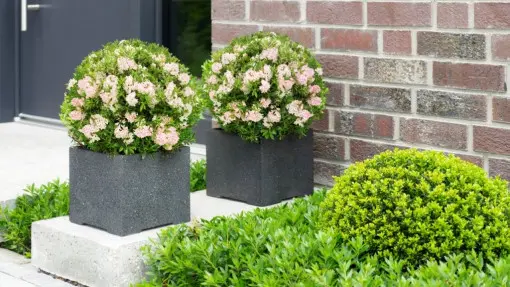 Alternatywa dla bukszpanu. Kwitnie, jest odporny na mróz i ćmę... ale ma więcej zalet