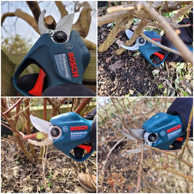 Test sekatora akumulatorowego Bosch GGP Pro Pruner w ogrodzie