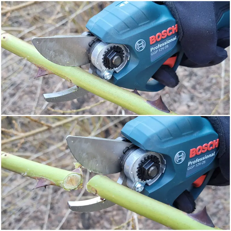 Test sekatora akumulatorowego Bosch GGP Pro Pruner w ogrodzie