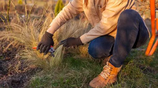 To obowiązkowy zabieg dla traw ozdobnych po zimie. Cięcie odmładza i pobudza