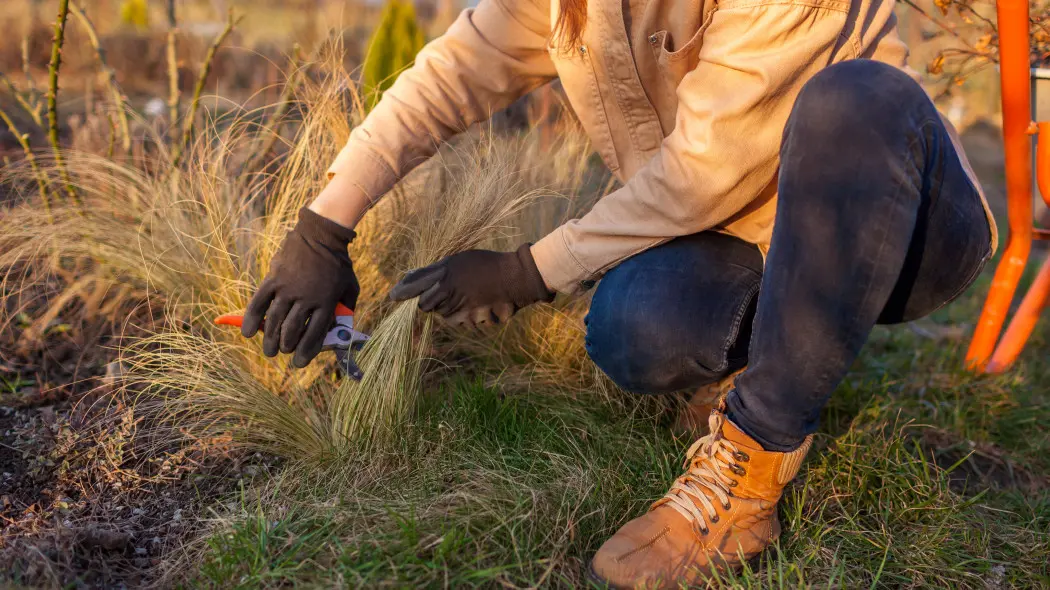 To obowiązkowy zabieg dla traw ozdobnych po zimie. Cięcie odmładza i pobudza