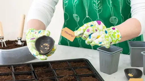 Potrzeba 8 tygodni do sadzenia. Nie śpiesz się z siewem pomidorów