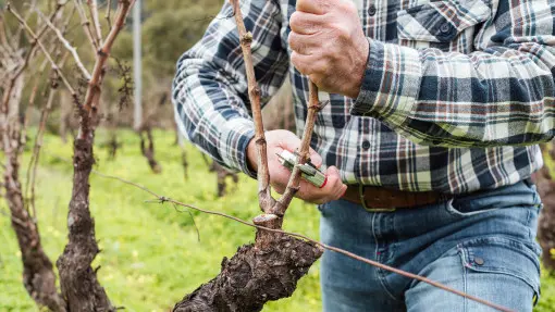 Wiosenne cięcie na owocowanie. Tak przytnij łozy