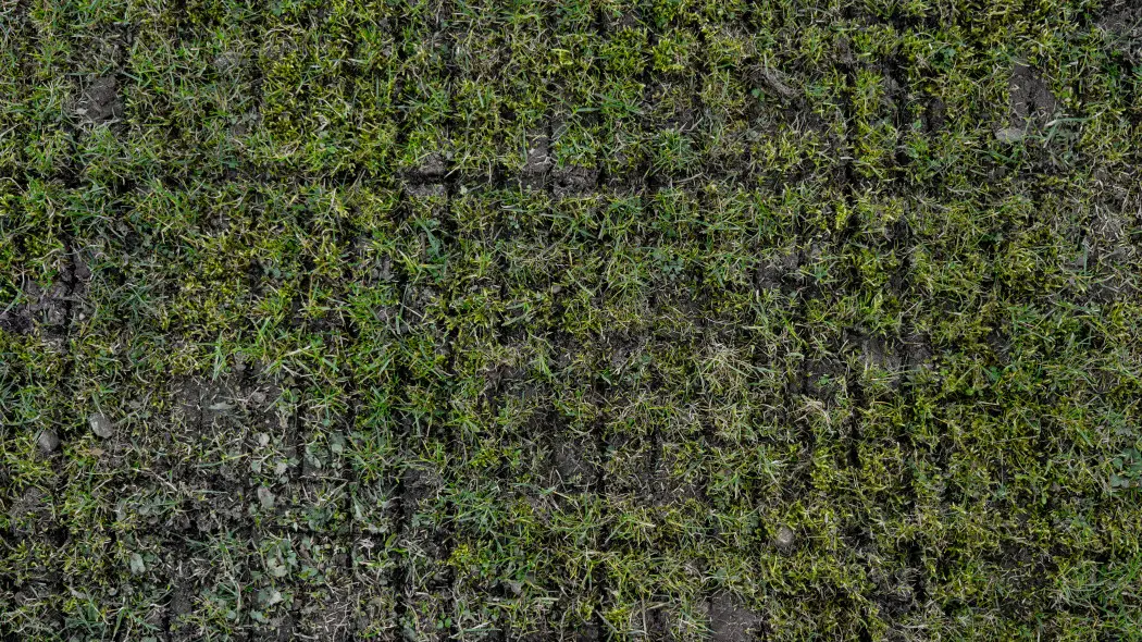 Aeracja czy wertykulacja? Co pierwsze po zimie?