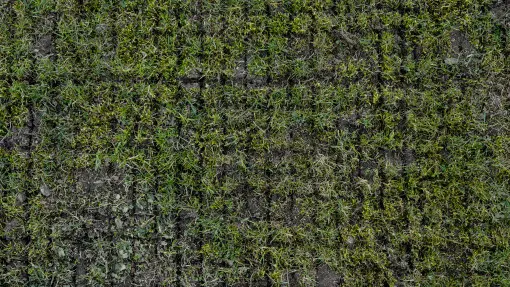 Aeracja czy wertykulacja? Co pierwsze po zimie?