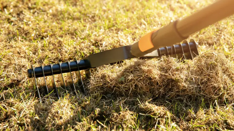 Wiosenna wertykulacja trawnika