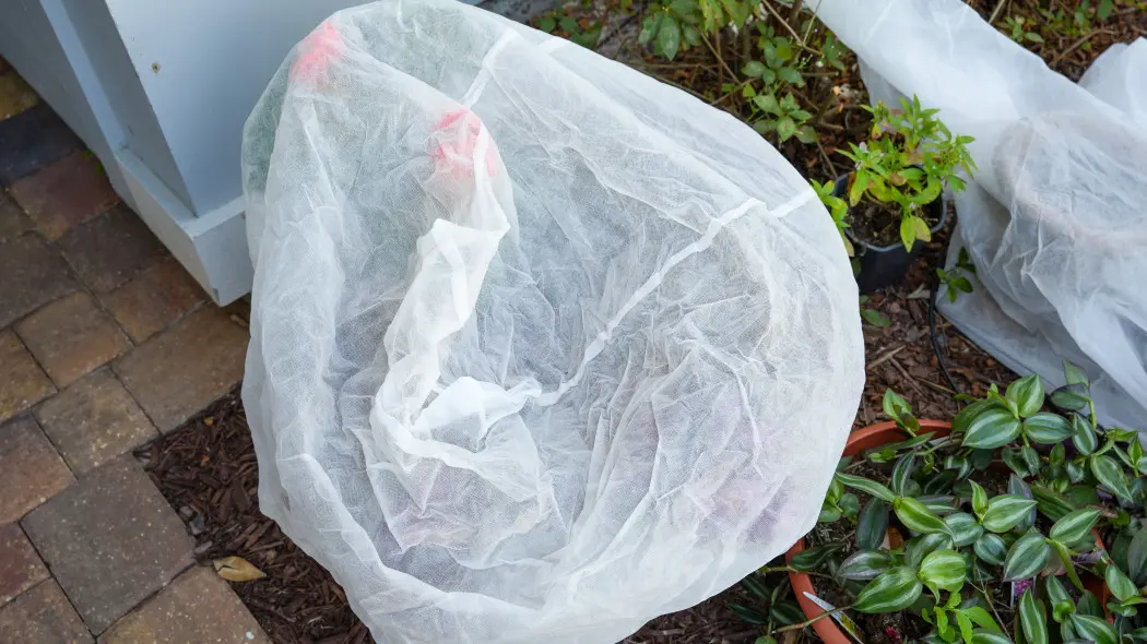 Zdejmować czy jeszcze czekać? Jeden dzień za wcześnie i możesz mieć problem