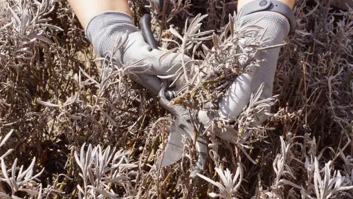 Co zrobić z lawendą po zimie? Akcja reanimacja: krok po kroku