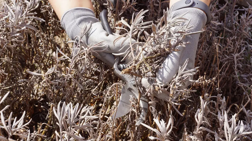 Co zrobić z lawendą po zimie? Akcja reanimacja: krok po kroku