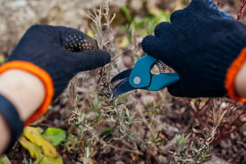 Lawenda po zimie jest sucha? Sprawdź, jak ją uratować krok po kroku