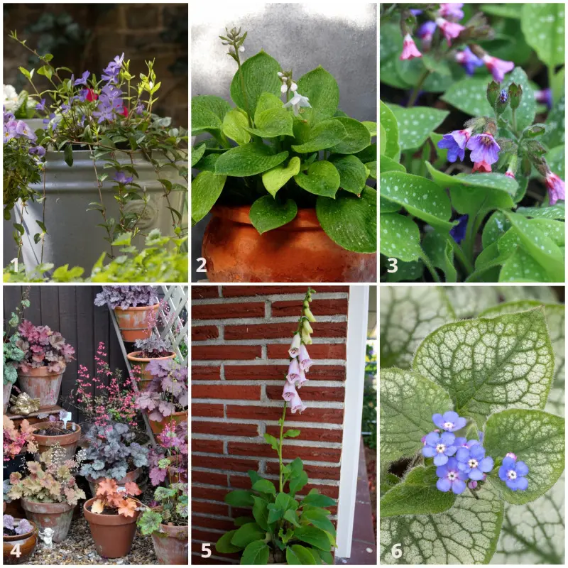 Kwitnące gatunki wieloletnie na północny balkon