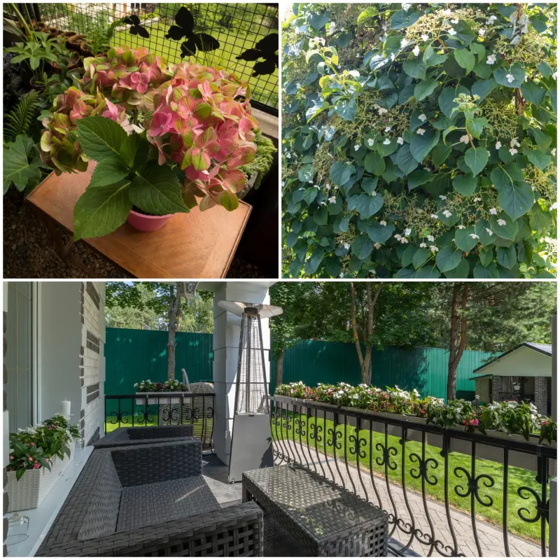 Kwitnące gatunki wieloletnie na północny balkon