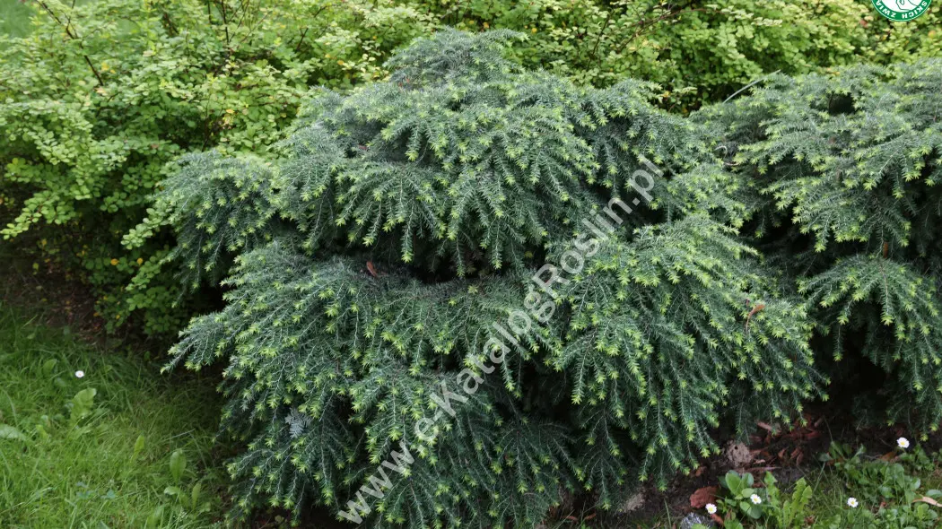 Choina kanadyjska 'Jeddeloh'. Iglasty krzew o przewisających pędach w ogrodzie latem.