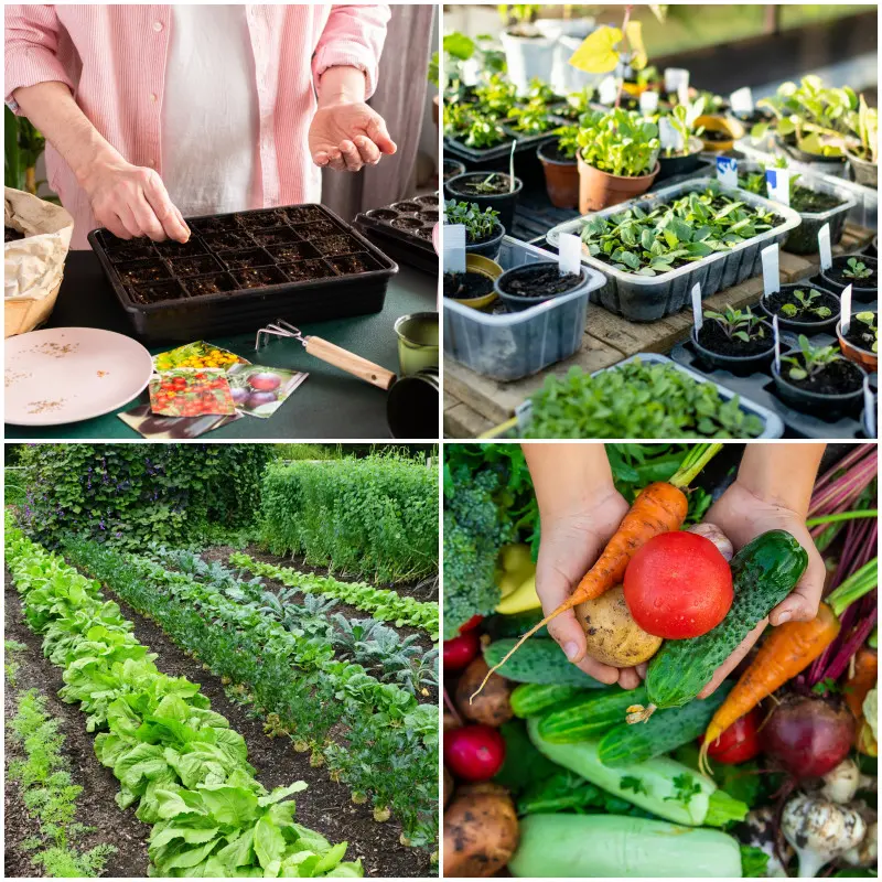 warzywa - od siewu nasion aż po zbiory plonów