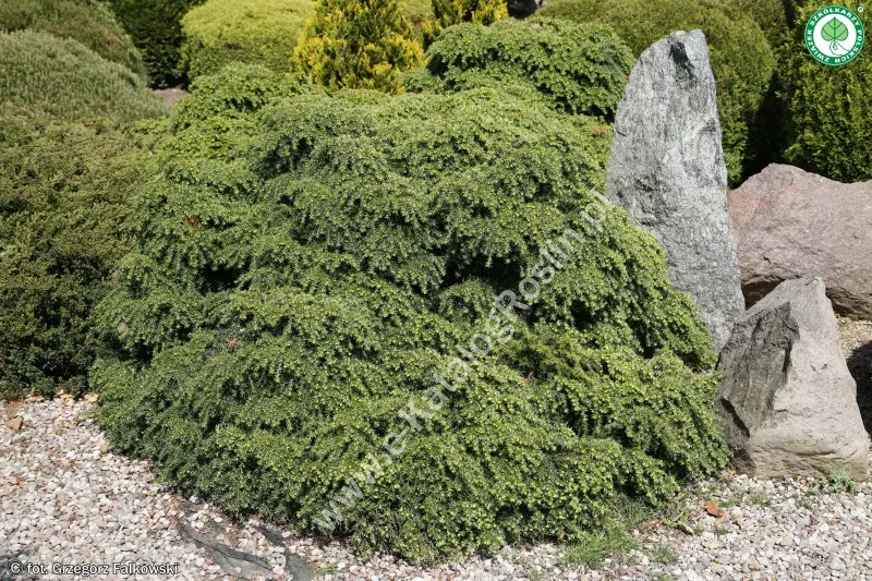 Choina kanadyjska 'Jeddeloh'