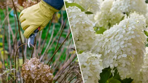 Tak ogrodnicy przycinają hortensję bukietową. Dzięki temu ma ogromne kwiatostany