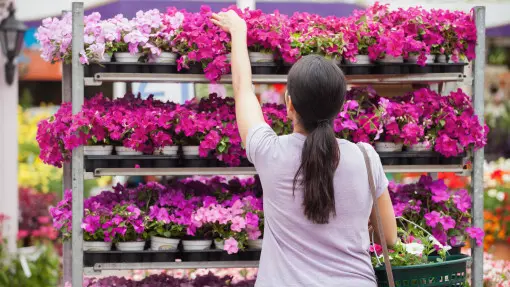 Kwiaty z marketu czy z ogrodniczego? Podpowiadamy, gdzie kupić lepsze rośliny