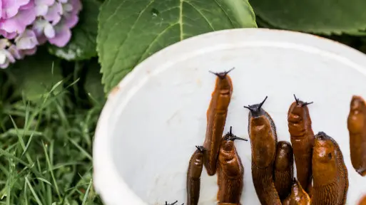 Ślimaki wrócą na 100%. Pytanie brzmi: czy zabezpieczysz ogród przed inwazją?
