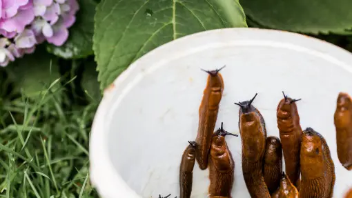 Ślimaki wrócą na 100%. Pytanie brzmi: czy zabezpieczysz ogród przed inwazją?