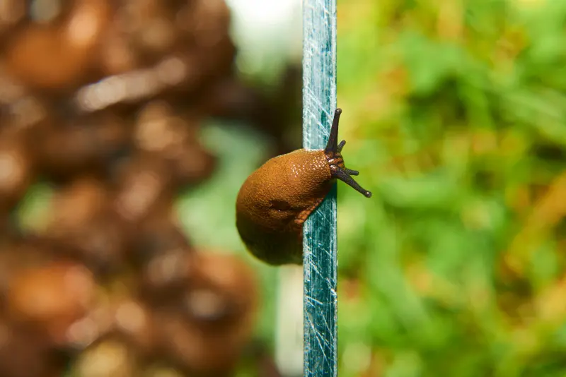 Ślimaki pojawiają się w ogrodach co roku, ponieważ ich jaja zimują w glebie i wilgotnych kryjówkach.