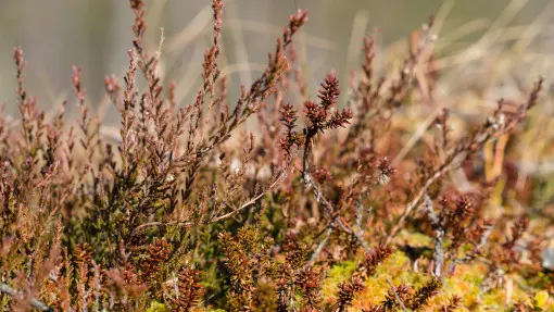 Wrzosy po zimie suche jak wiór? Co robić, gdy wyglądają na martwe? Jak je uratować?