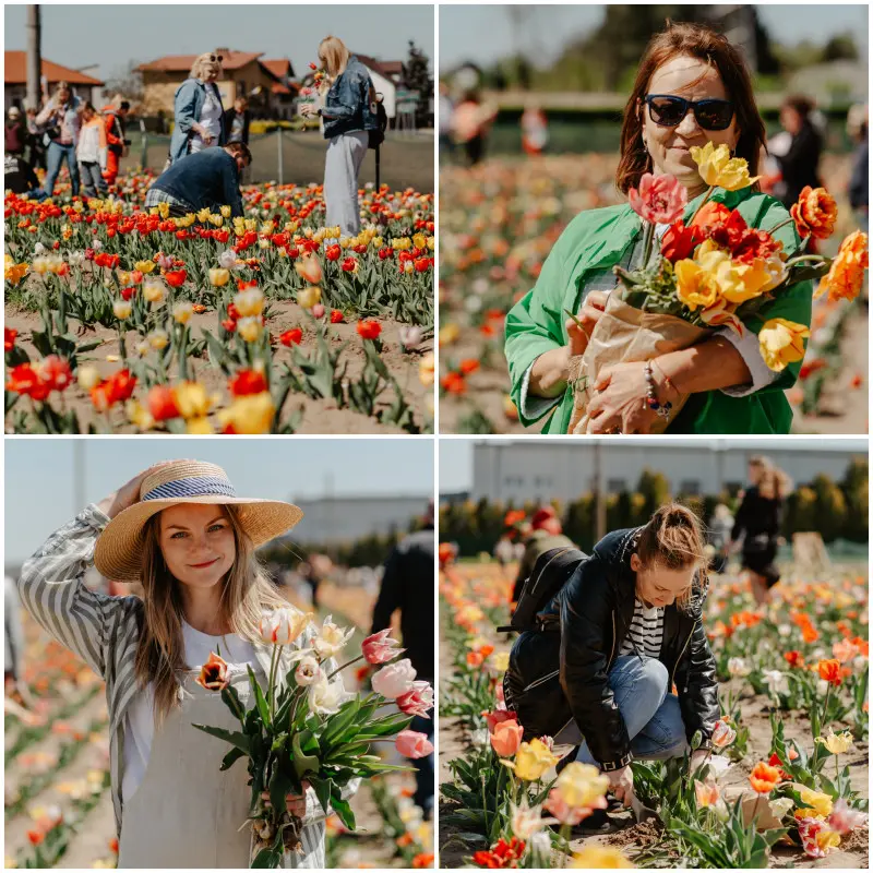 Zerwij swój bukiet z pola w Jutrosinie