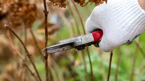 Wiosenne cięcie hortensji – kiedy, jak i czym? Krok po kroku i bez błędów