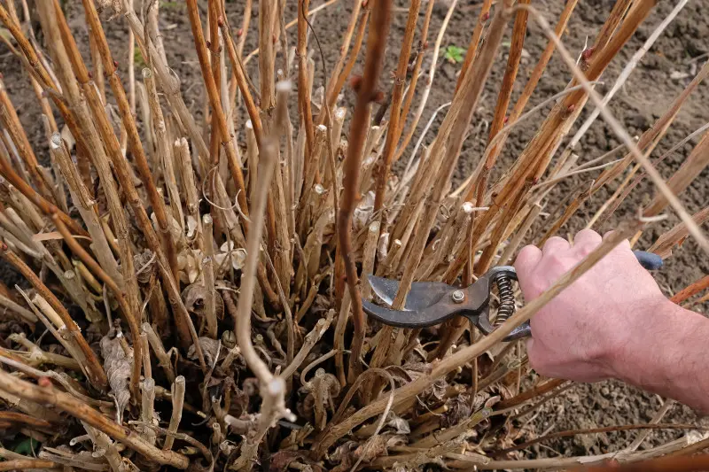 Jak wiosną przycinać hortensję bukietową i krzewiastą?