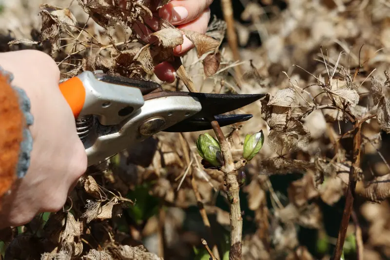 Jak wiosną przycinać hortensję ogrodową?