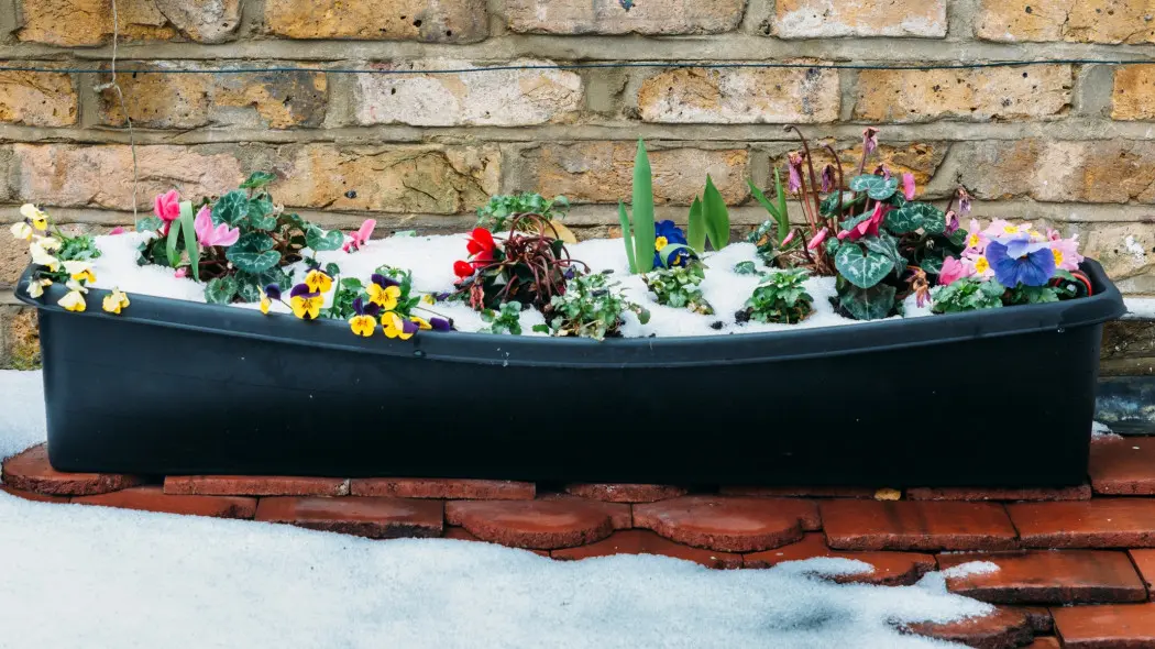 Wcześniej nie zawsze jest lepiej. Po tej dacie możesz bezpiecznie obsadzać balkon kwiatami